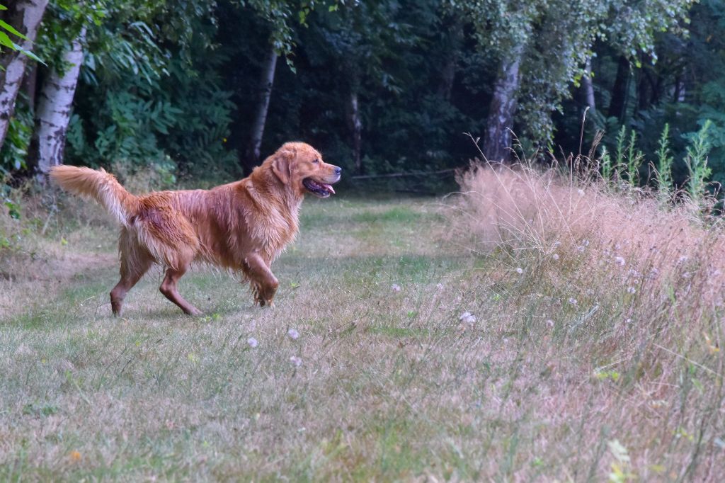 Skywalker des terres olympiennes