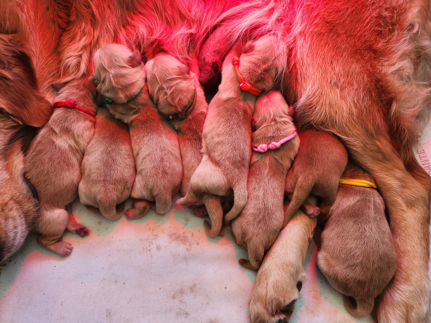 Du Trievoz-gillet - Chiots disponibles - Golden Retriever