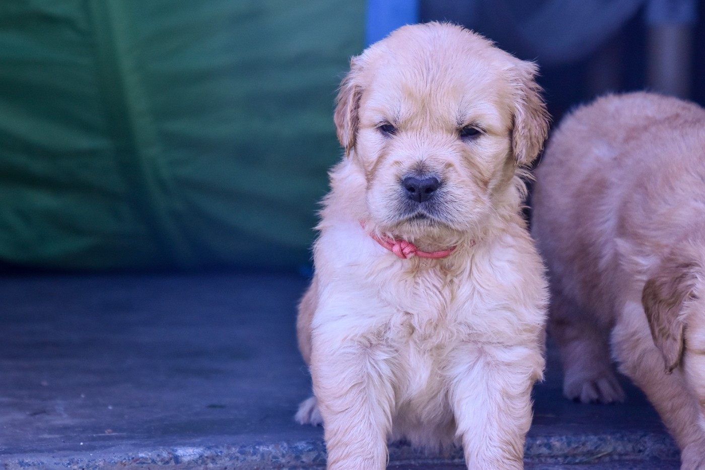 Du Trievoz-gillet - Chiots disponibles - Golden Retriever