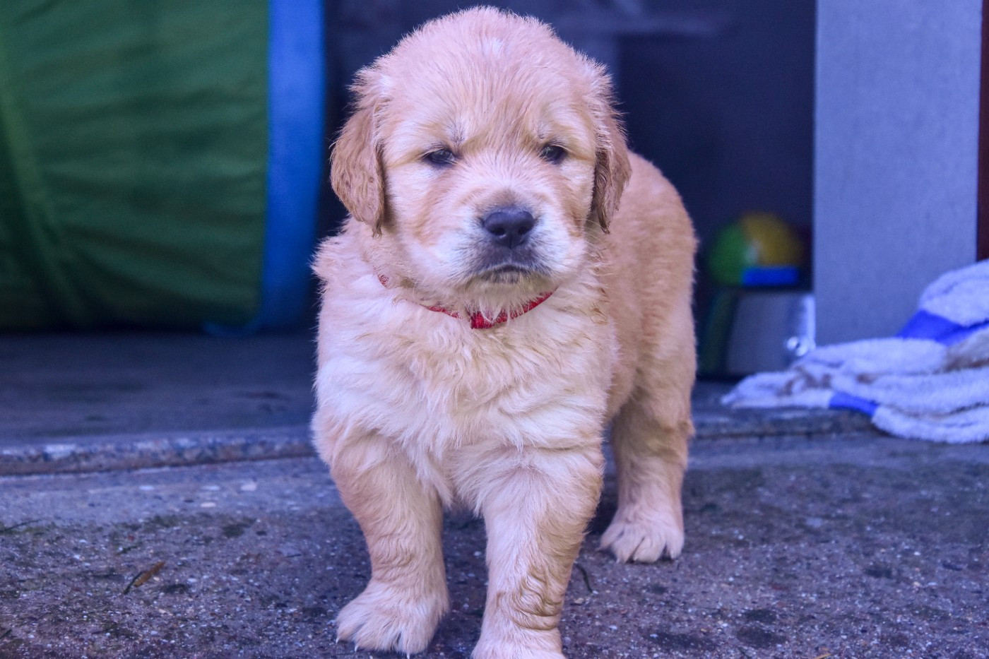 Du Trievoz-gillet - Chiots disponibles - Golden Retriever