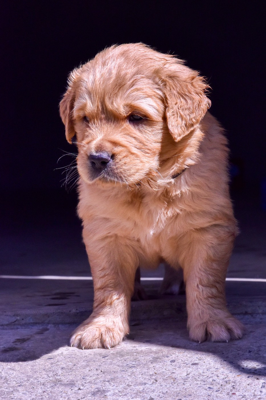 Du Trievoz-gillet - Chiots disponibles - Golden Retriever