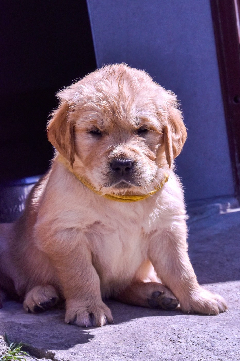 Du Trievoz-gillet - Chiots disponibles - Golden Retriever