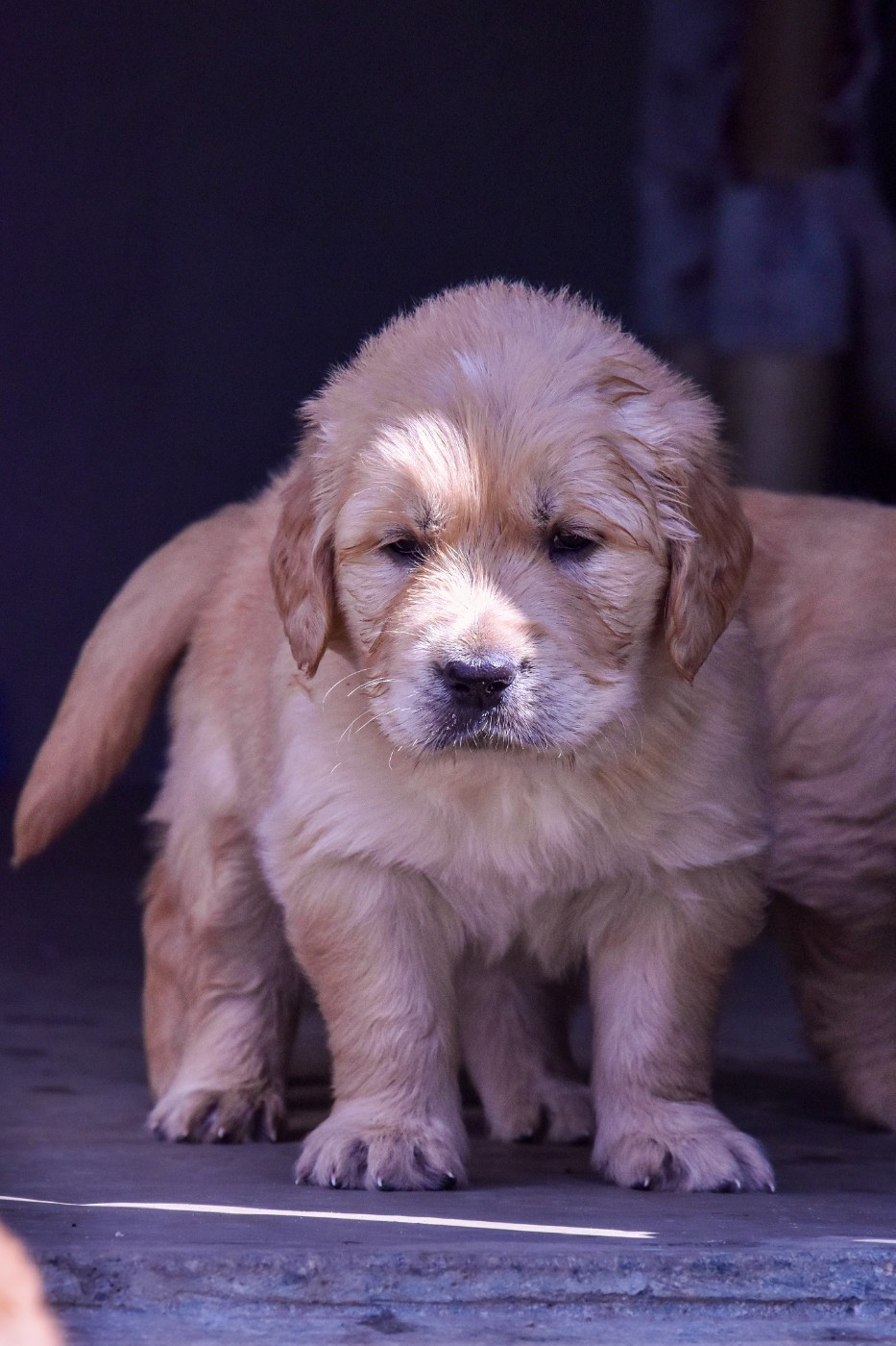 Du Trievoz-gillet - Chiots disponibles - Golden Retriever
